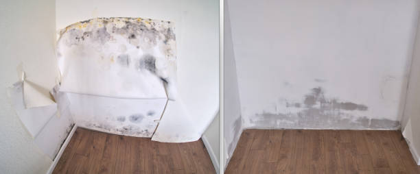 Best Mold Removal and Inspection  in Crete, NE